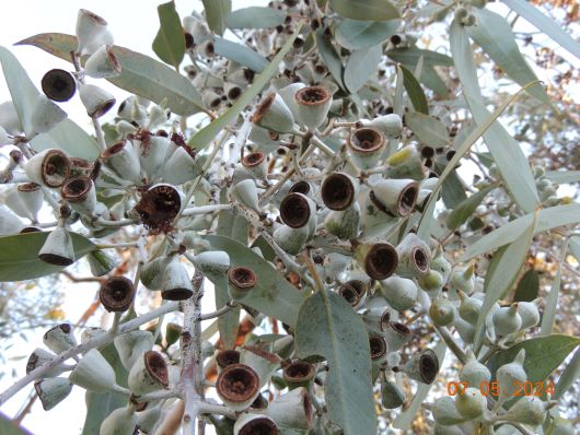 Seeds from Eukalyptus